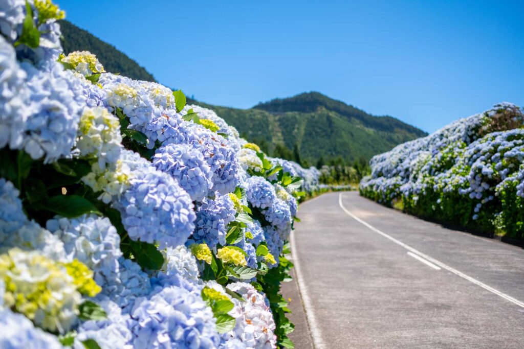 Azorene. Saõ Miguel. Blomster langs veien. Foto