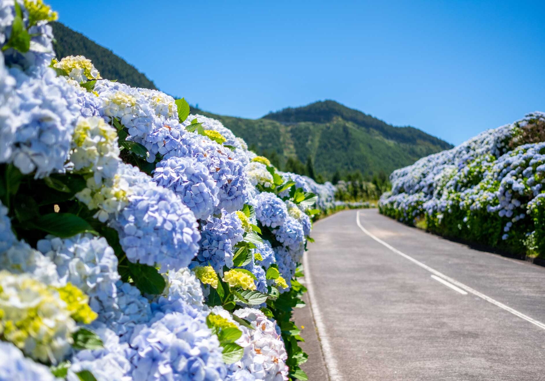 Azorene. Saõ Miguel. Blomster langs veien. Foto